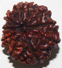 9 mukhi 27937 23mm